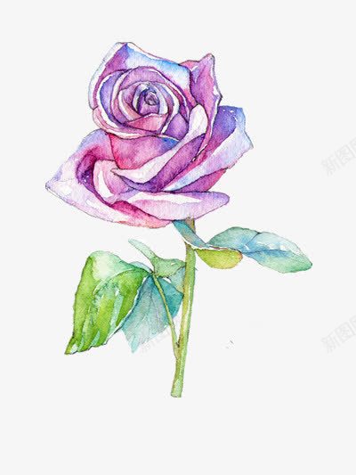 手绘紫色玫瑰png免抠素材_新图网 https://ixintu.com 插画 植物 花朵