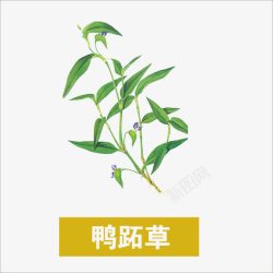 鸭跖草素材