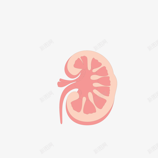 粉色的肾脏矢量图eps免抠素材_新图网 https://ixintu.com 五脏 粉色 肾脏 矢量图