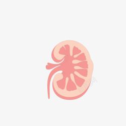 脏器肾脏粉色的肾脏矢量图高清图片