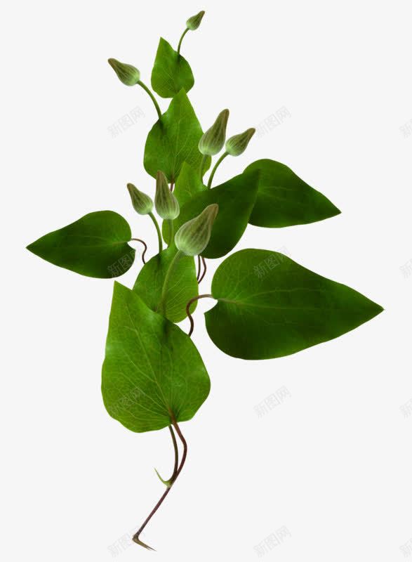 绿色的草本植物葫芦合成png免抠素材_新图网 https://ixintu.com 合成 绿色 草本植物 葫芦