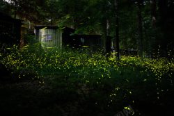 荧火虫洞树林里的荧火虫唯美高清图片