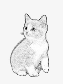 素描猫素描猫动物高清图片