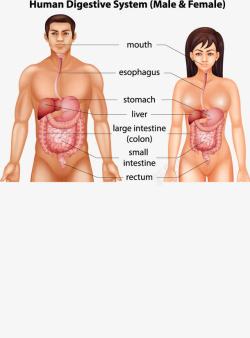 人体分析图男女消化系统图解高清图片