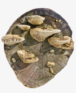 长满蘑菇的枯树树桩素材