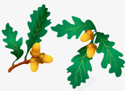 金色橡树果和绿色的叶子素材