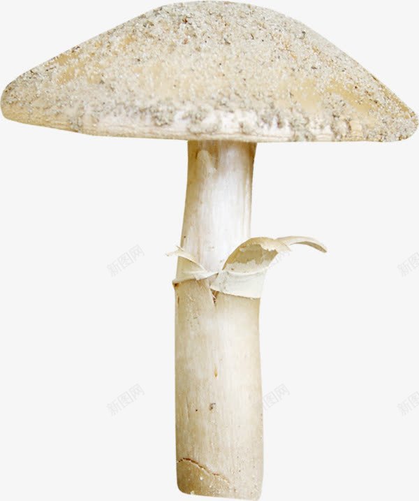 白色猴头菇png免抠素材_新图网 https://ixintu.com 白色蘑菇 白色香菇 蘑菇 香菇