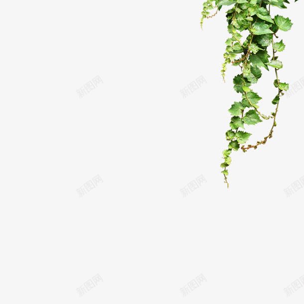 绿色爬山虎png免抠素材_新图网 https://ixintu.com 攀爬植物 植物藤野 绿色植物 绿色藤野