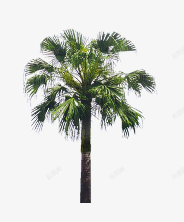 棕榈树png免抠素材_新图网 https://ixintu.com 景观树 棕榈树 植物