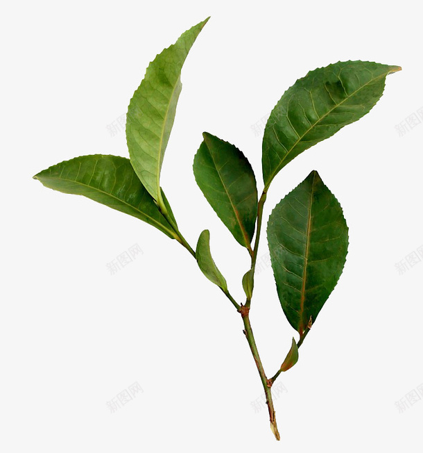 一枝绿色茶树叶子png免抠素材_新图网 https://ixintu.com 一枝 叶子 绿色 茶树