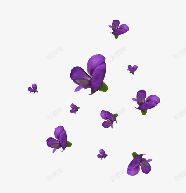 紫色蝴蝶兰手绘花朵png免抠素材_新图网 https://ixintu.com 紫色 花朵 蝴蝶