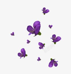 紫色蝴蝶兰手绘花朵素材