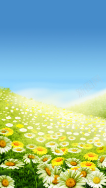 蓝天白云下的草地向日葵H5背景摄影图片