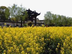 上海古镇建筑十一素材