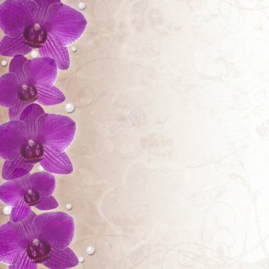紫色兰花背景背景