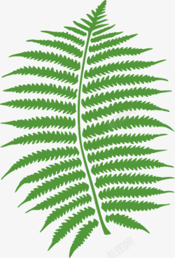 嫩绿叶子设计一株嫩绿的蕨类植物的叶子高清图片