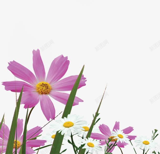 紫色郊外田野花朵png免抠素材_新图网 https://ixintu.com 田野 紫色 花朵 郊外
