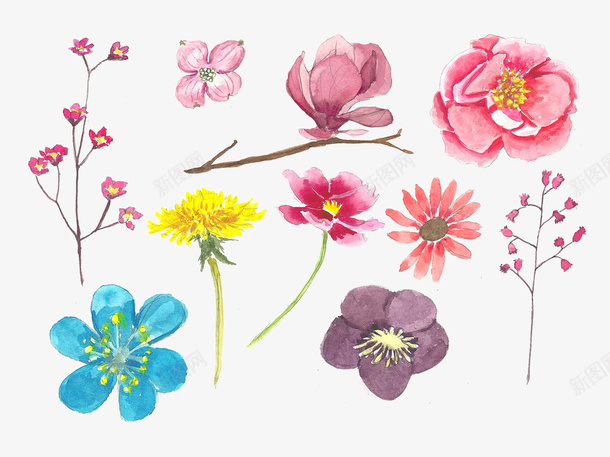 水彩画的彩色花朵花蕾psd免抠素材_新图网 https://ixintu.com 平面花素材 彩色的花朵 水彩花朵 红色的花