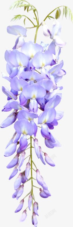 紫色槐花素材