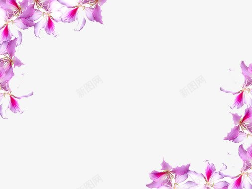 紫色花边背景png免抠素材_新图网 https://ixintu.com PPT背景图 对角 紫色 花朵