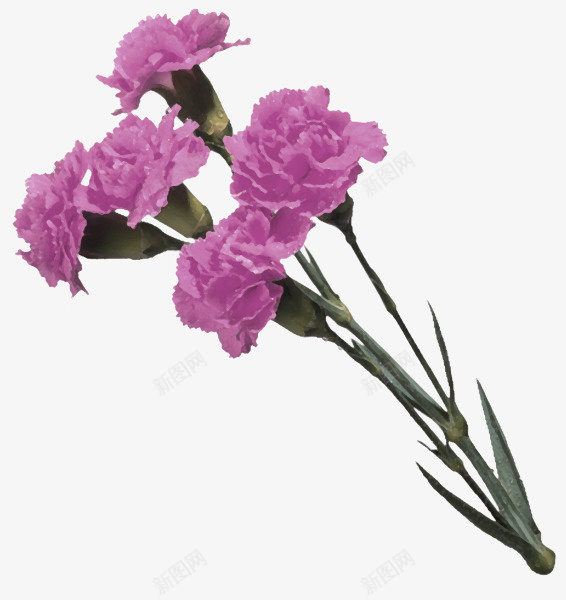 紫色康乃馨花朵装饰图案png免抠素材_新图网 https://ixintu.com 康乃馨 紫色 花朵 装饰图案