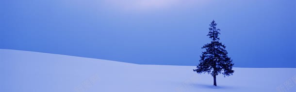 冬日jpg设计背景_新图网 https://ixintu.com 树