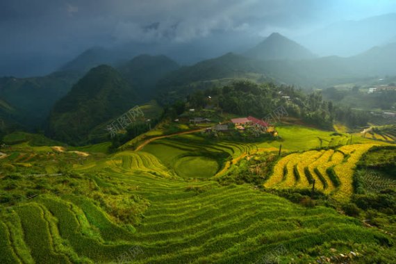 绿色层次梯田震撼背景