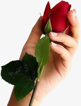 手里拿着一朵玫瑰花png免抠素材_新图网 https://ixintu.com 一朵 手里 拿着 玫瑰花