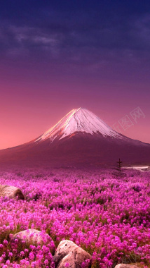 花海山峰背景摄影图片