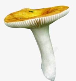 白菇卡通黄色小蘑菇香菇菌类高清图片