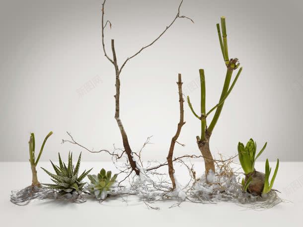 植物仙人掌仙人花绿色jpg设计背景_新图网 https://ixintu.com 仙人 仙人掌 植物 绿色