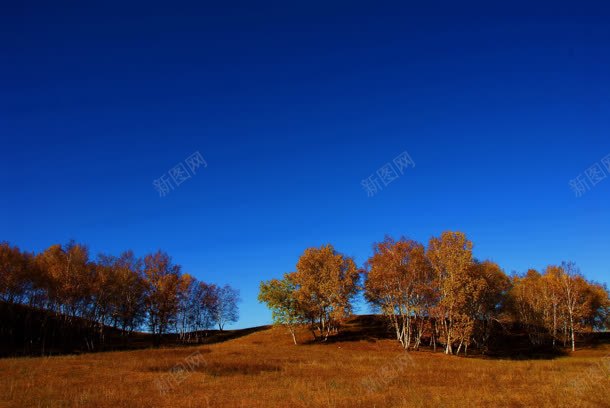 蓝天下的黄色树林jpg设计背景_新图网 https://ixintu.com 树林 蓝天 黄色