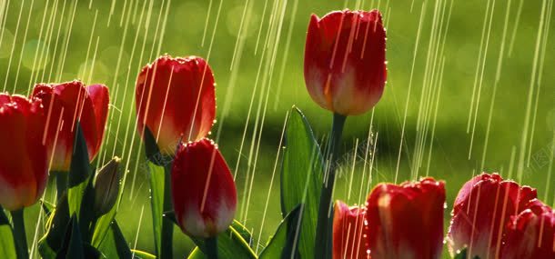 雨中玫瑰背景jpg设计背景_新图网 https://ixintu.com 下雨 植物 玫瑰 背景 花朵 鲜花