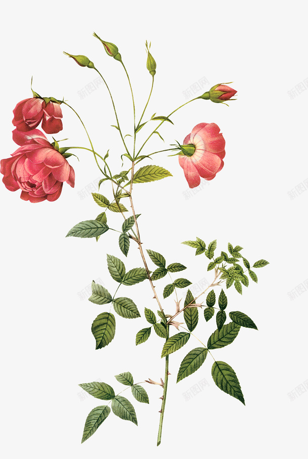 手绘植物花卉png免抠素材_新图网 https://ixintu.com 彩绘花 彩绘花卉 手绘 手绘植物花卉 手绘花 花卉装饰 花朵手绘