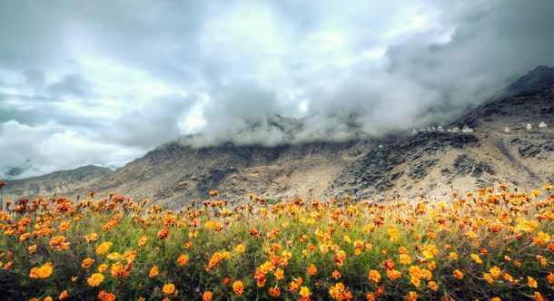 鲜花草地花朵岩石山峰背景