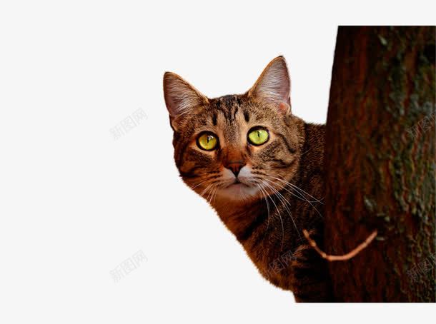 树后面的猫png免抠素材_新图网 https://ixintu.com 偷看 动植物 回头 树 猫