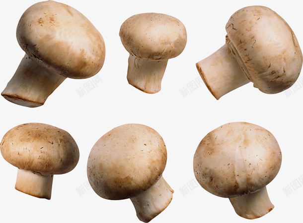 植物菌类蘑菇4png免抠素材_新图网 https://ixintu.com 植物 菌类 蘑菇 香菇