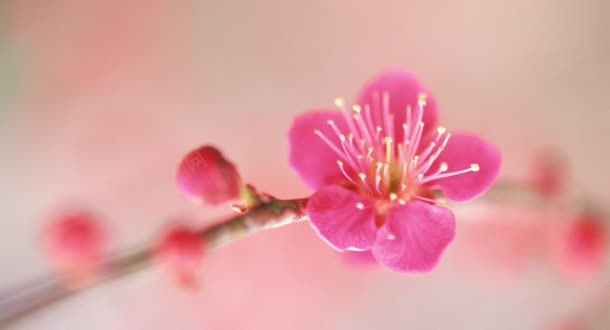 花瓣花蕊花朵粉色花背景图片免费下载 素材0xjwjpaeg 新图网