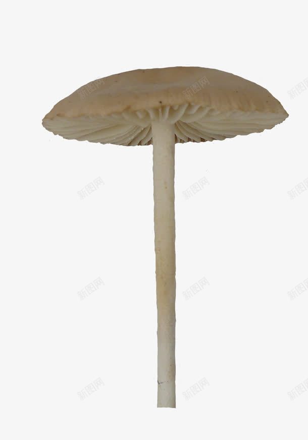 长颈伞蘑菇png免抠素材_新图网 https://ixintu.com 伞菇 实物 菌类 蘑菇