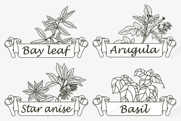 植物简图png免抠素材_新图网 https://ixintu.com 香草香料手绘简笔植物餐饮美食