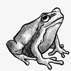 手绘的小青蛙矢量图素材