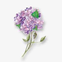 手绘水彩紫色绣球花素材