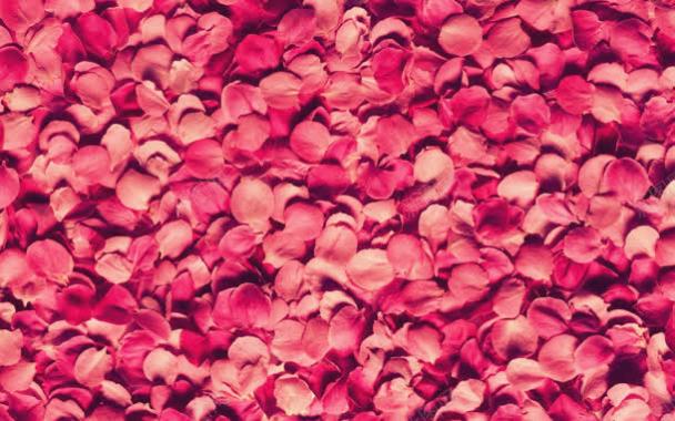 粉色玫瑰花瓣壁纸背景