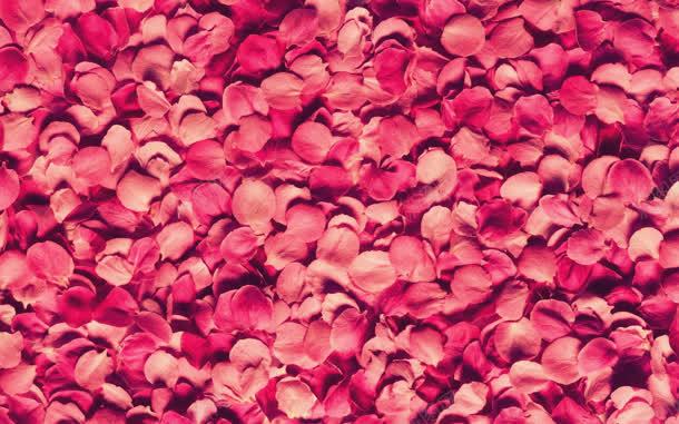 粉色玫瑰花瓣壁纸jpg设计背景_新图网 https://ixintu.com 壁纸 玫瑰 粉色 花瓣