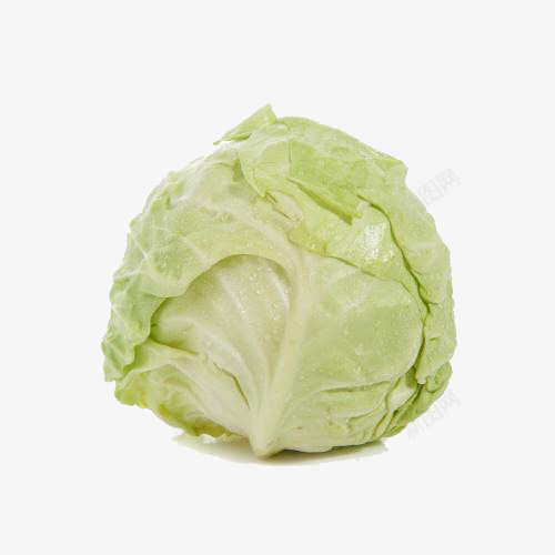 圆白菜png免抠素材_新图网 https://ixintu.com 产品实物 圆白菜 有机圆白菜 绿色圆白菜
