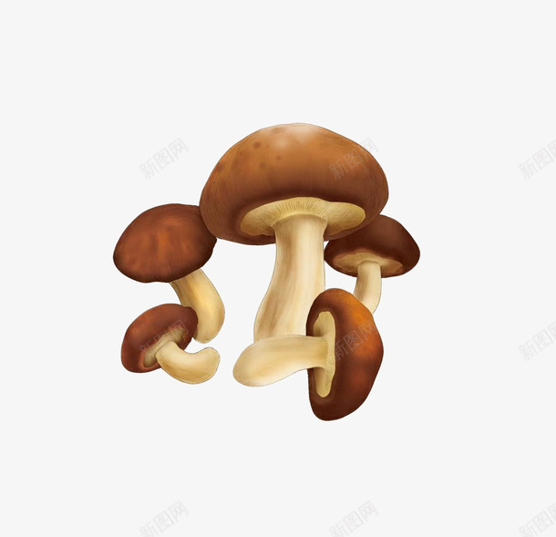 小小的野生菇png免抠素材_新图网 https://ixintu.com 菇 蘑菇 野生菇 香菇