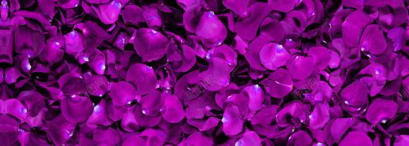 紫色玫瑰浪漫情人节海报背景jpg设计背景_新图网 https://ixintu.com 情人节 浪漫 海报 玫瑰 紫色 背景