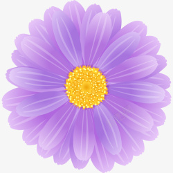 紫色太阳花素材