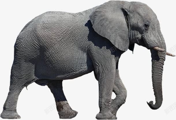 皱纹皮肤的非洲象png免抠素材_新图网 https://ixintu.com 动物素材 皮肤有皱纹 褐色皮肤 非洲象素材