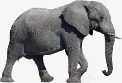 褐色皮肤皱纹皮肤的非洲象高清图片